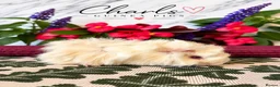 Guinea Pig rodents for sale: Lots of Female Guinea Pigs for sale  - Advert 6