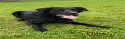 Mixed Breed dogs for sale: Golden Retriever x Border Collie mix - Advert 14