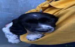 English Springer Spaniel dogs for sale: English springer spaniel pups - Image 4