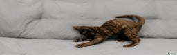 Devon Rex cats for sale: Adorable GCCF Registered DevonRex Kittens FOR SALE - Advert 32