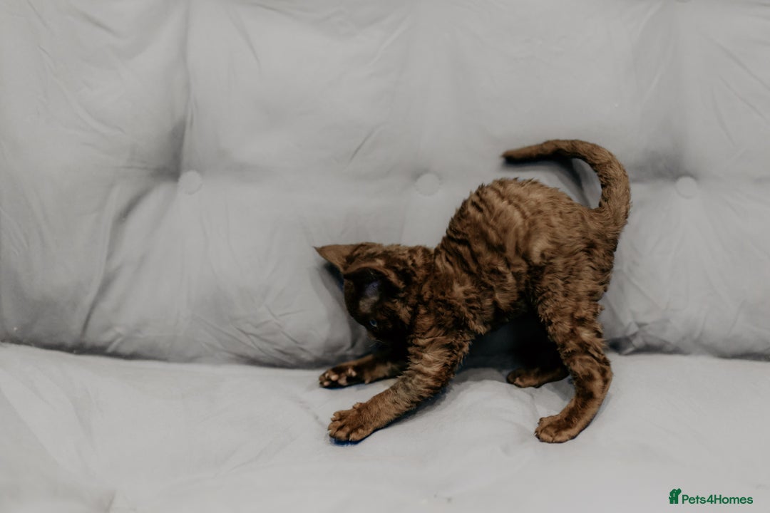 Devon Rex cats for sale: Adorable GCCF Registered DevonRex Kittens FOR SALE - Advert 32