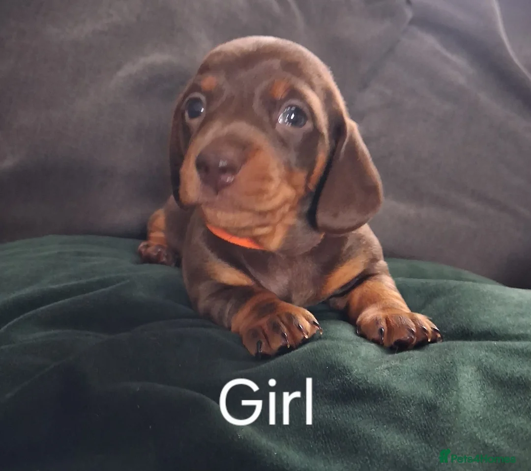Miniature Dachshund dogs for sale: Miniture Daushund Puppies - Advert 5