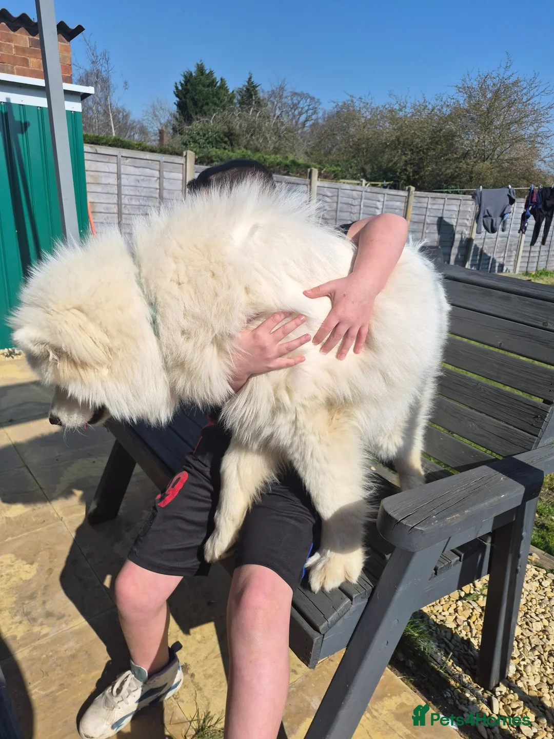 Samoyed dogs for sale: Samoyed  - Advert 5