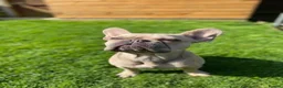 French Bulldog dogs for stud: 🐶 PEDRO– PROVEN LILAC FAWN FRENCH BULLDOG STUD 🐶 - Advert 8