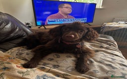 Cocker Spaniel dogs for sale: Bella - Cockerspaniel   - Image 1