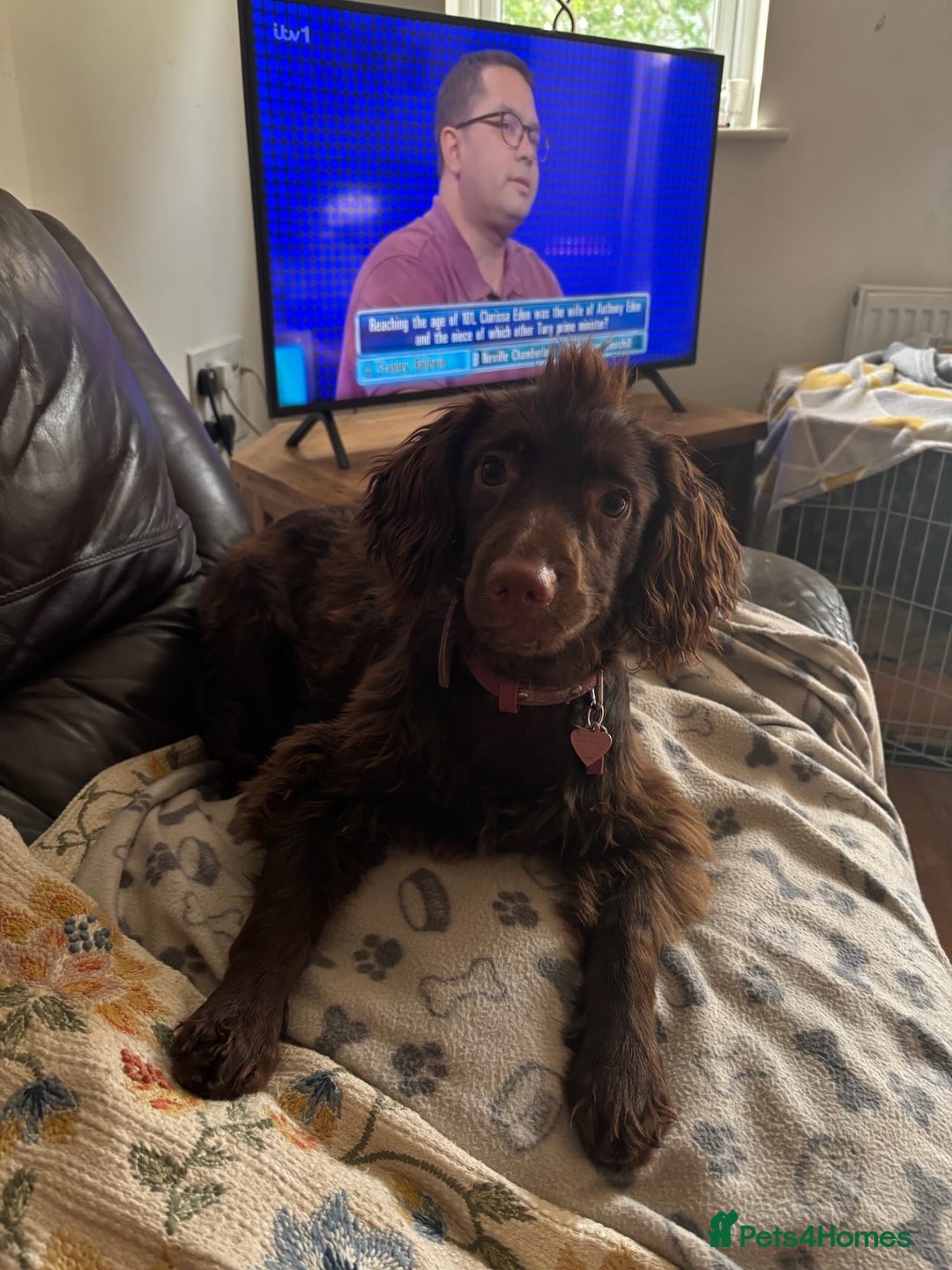 Cocker Spaniel dogs for sale: Bella - Cockerspaniel   - Image 1