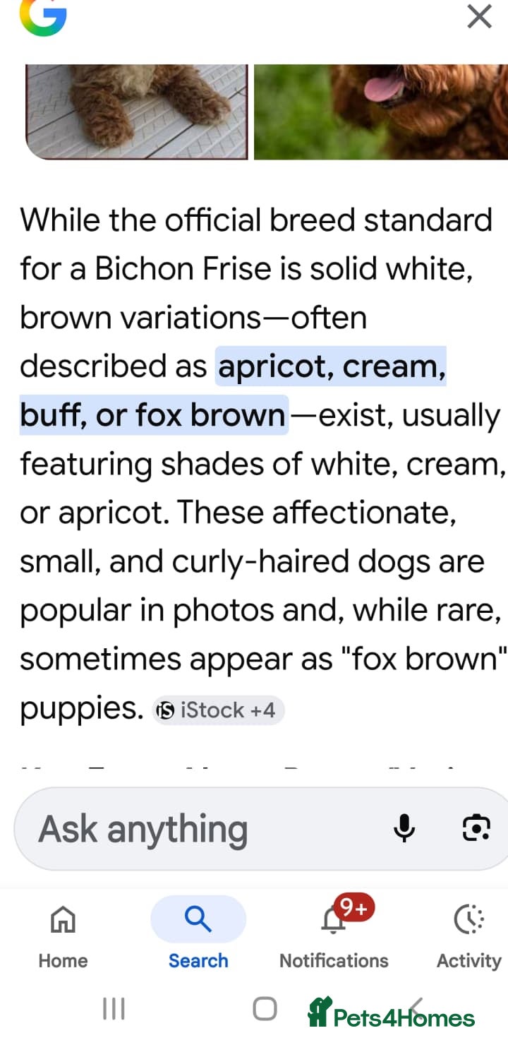 Bichon Frise dogs Available 1 poppy only.  - Advert 2