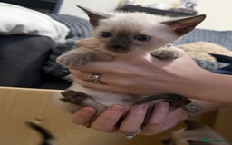 Bengal cats for sale: Bengal x Siamese kittens  - Image 5