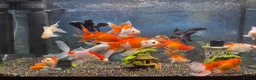 Goldfish fish for sale: Good quality gold fish & koi carp  in Leicester - Advert 3