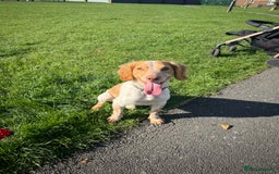 Cocker Spaniel dogs for sale: 7 beautiful cocker spaniel puppies 🩷💙 - Advert 20