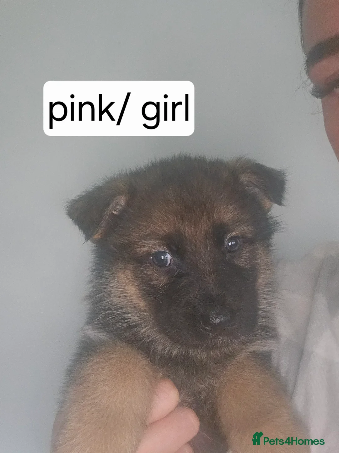 German Shepherd dogs for sale: German puppies - Advert 6