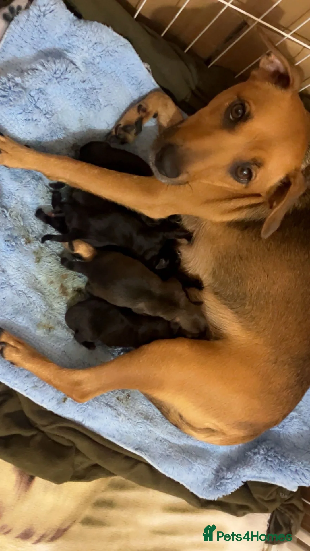 Jack Russell dogs for sale: 🐶 Stunning Jack russell pups  - Advert 11