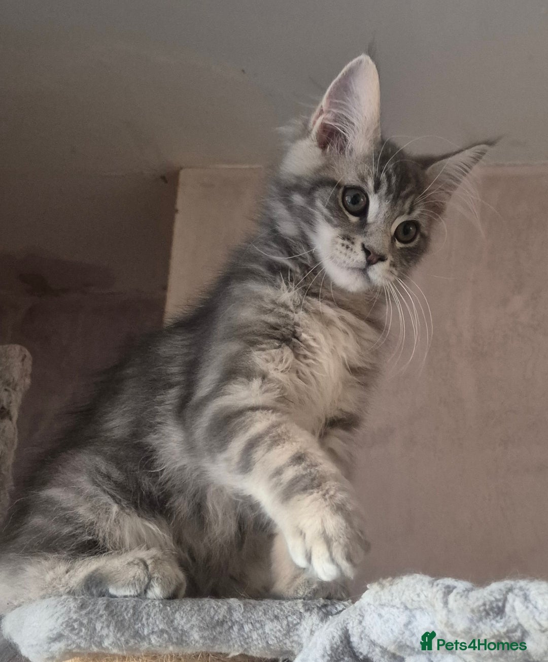Maine Coon cats for sale: Beautiful Maine Coon kittens  - Image 16