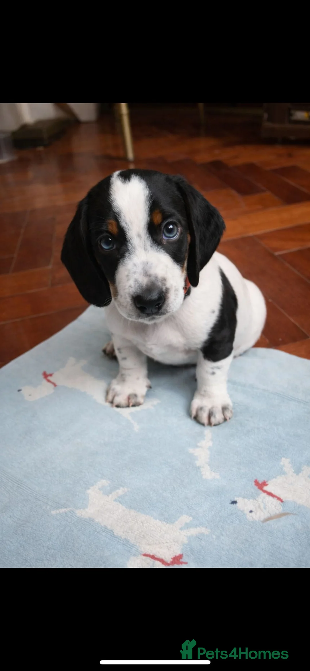 Dachshund dogs for sale: Lovely white dachshunds in Kensington  - Advert 5