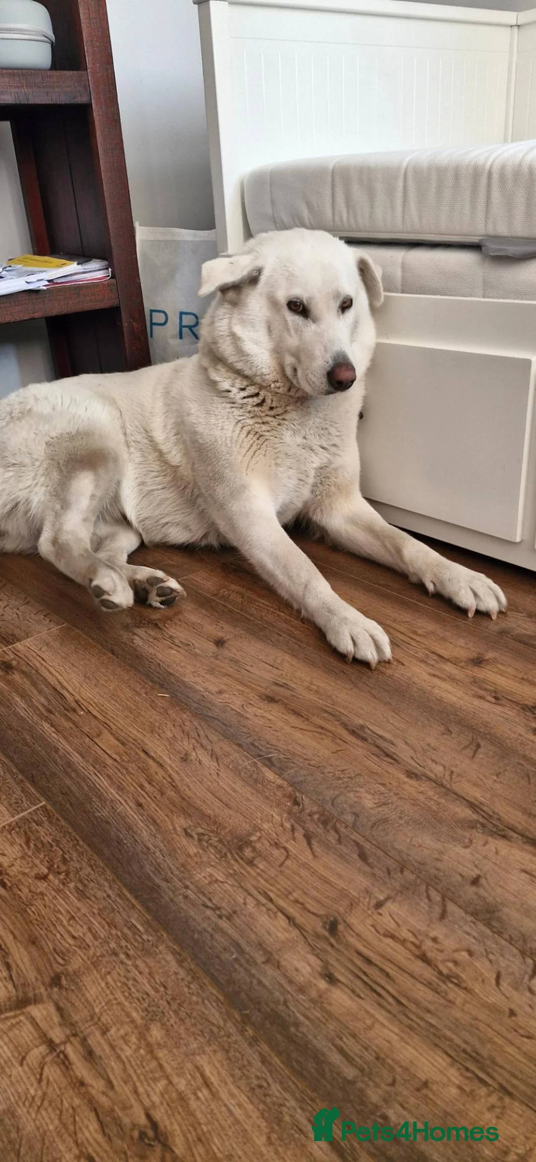 Mixed Breed dogs for sale: Lilly – Loving Female Dog Looking for a New Home - Advert 5