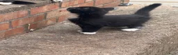 European cats for sale: Little Playful Kittens  - Advert 5