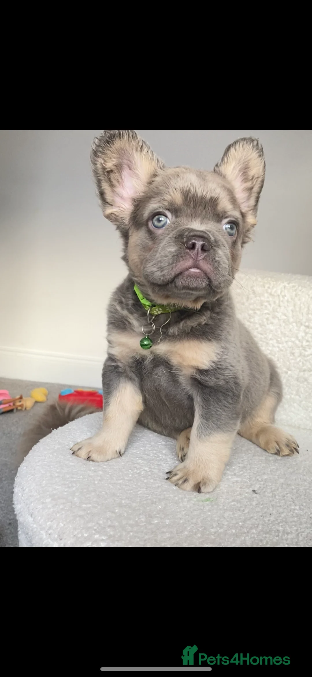 French Bulldog dogs for sale: FULL FLUFFY FRENCH BULLDOG  - Advert 4