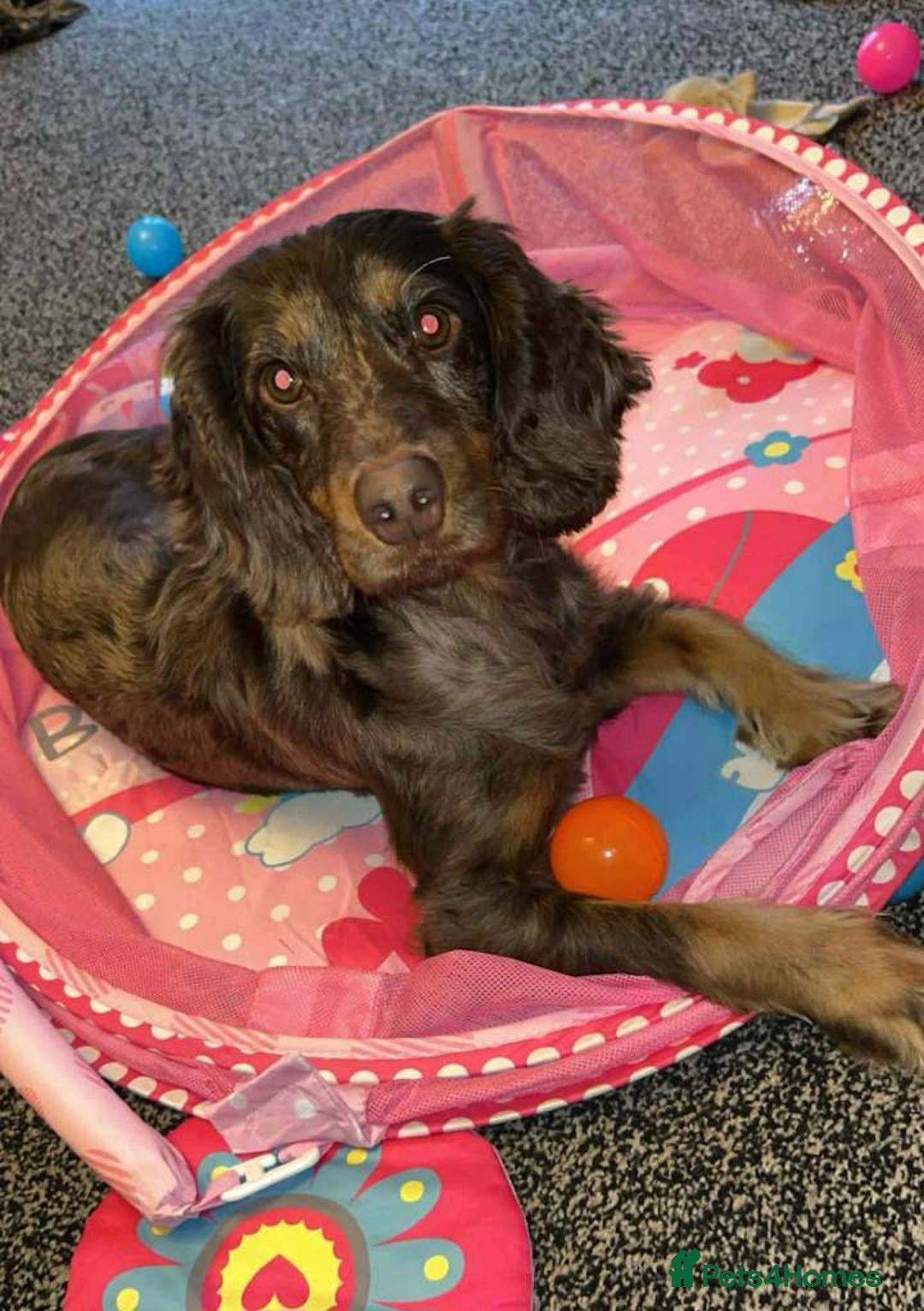 Cockapoo dogs Gorgeous Cockapoos from health-tested parents. - Advert 4
