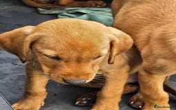 Labrador Retriever dogs for sale: Last Beautiful Fox Red KC Reg Lab Pups READY NOW - Image 8