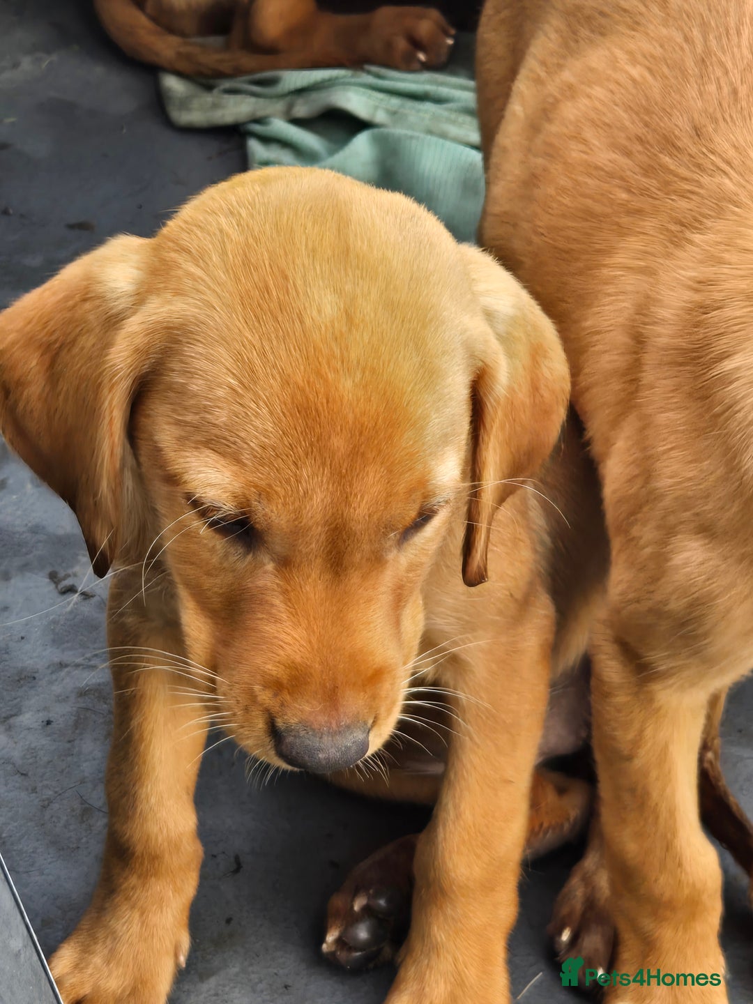 Labrador Retriever dogs for sale: Last Beautiful Fox Red KC Reg Lab Pups READY NOW - Image 8