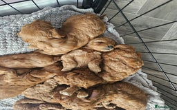 Cockapoo dogs for sale: Little teddy bears - Image 6