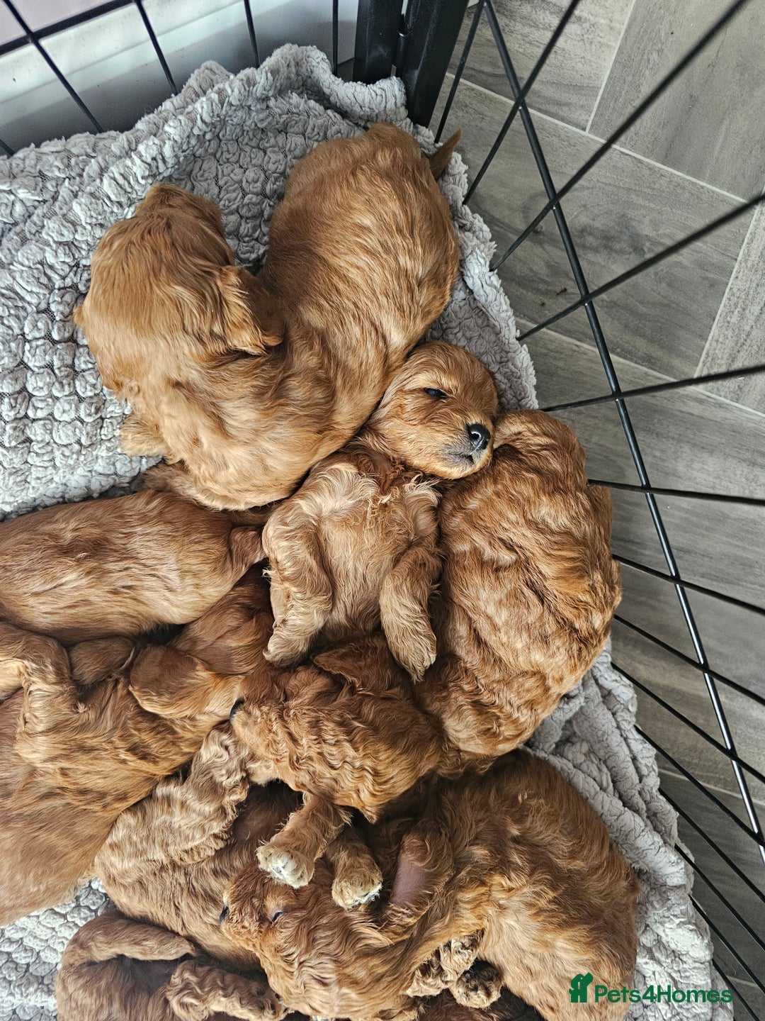 Cockapoo dogs for sale: Little teddy bears - Image 6