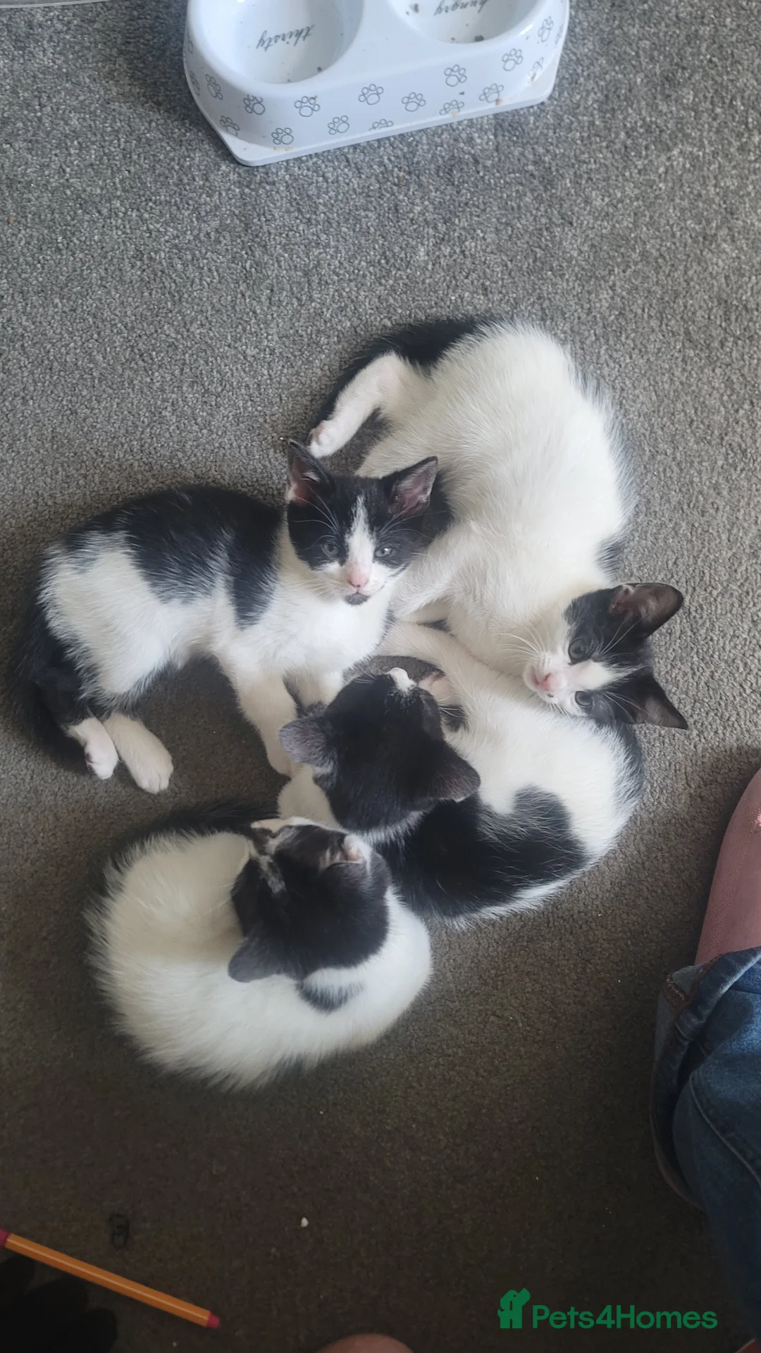 Mixed Breed cats for sale: 3 Mixed Black and white kittens - Advert 1