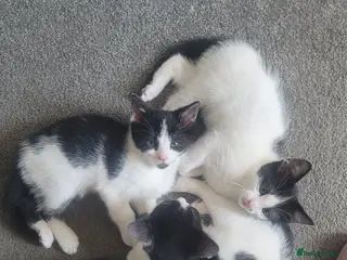Mixed Breed cats 3 Mixed Black and white kittens - Advert 1