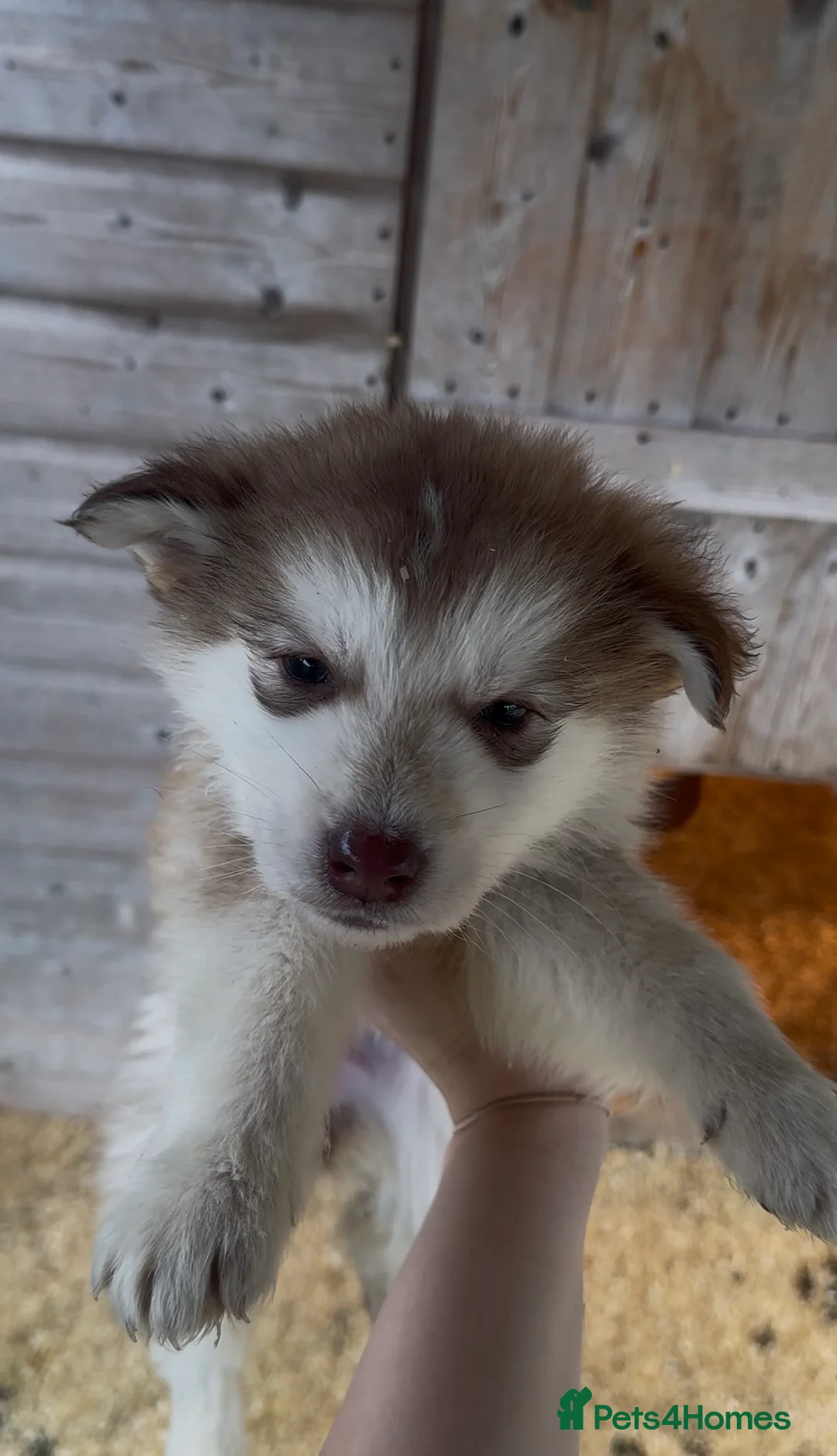 Mixed Breed dogs for sale: German shepherd x malamute puppies  - Advert 20