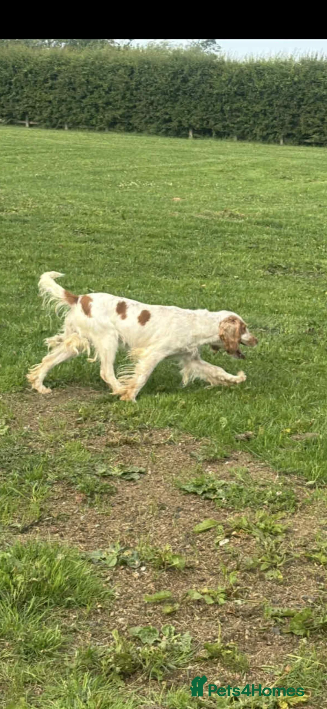 Cocker Spaniel dogs for sale: Cocker spaniels for sale! Put your deposits down! - Advert 24