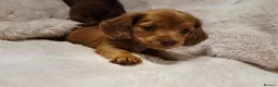 Miniature Dachshund dogs for sale: Longhair miniature dachshund puppys 🐶  - Advert 16