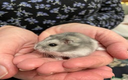 Hamster rodents for sale: Baby Winter White Russian hamsters from show stock - Image 15