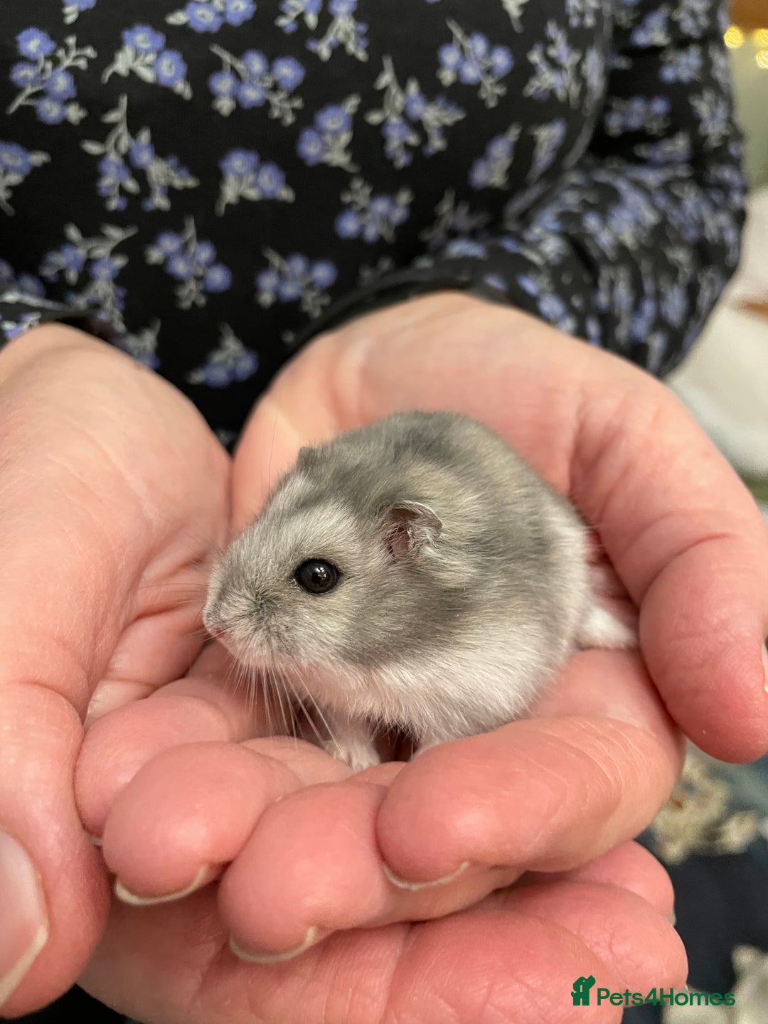Hamster rodents for sale: Baby Winter White Russian hamsters from show stock - Image 15