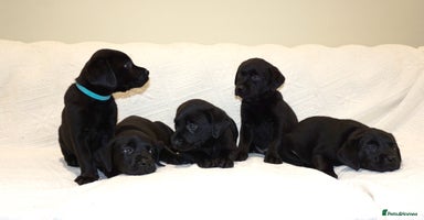 Labrador Retriever dogs - Advert 16