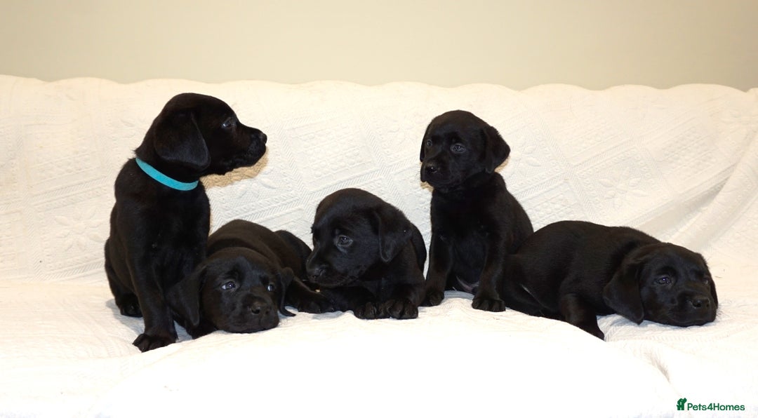 Labrador Retriever dogs for sale: KC registered puppies, health tested parents - Image 4