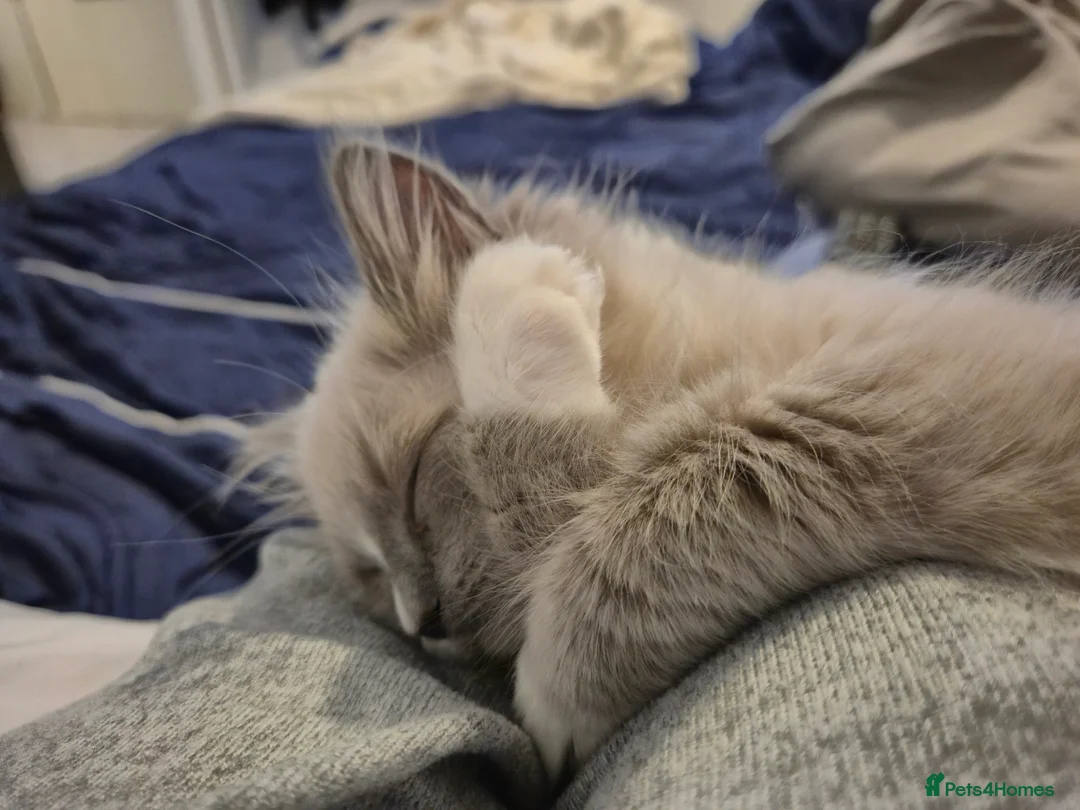 Ragdoll cats for sale: Beautiful mink ragdoll - Advert 4