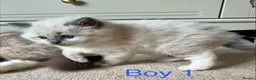 Ragdoll cats for sale: Beautiful Ragdoll kittens for sale - Advert 4