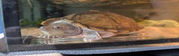 Turtle reptiles for sale: Musk Turtle - Advert 1