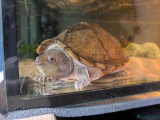 Turtle reptiles Musk Turtle - Advert 8