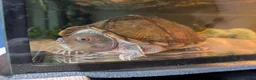 Turtle reptiles for sale: Musk Turtle - Advert 1