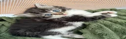 Mixed Breed cats for sale: Beautiful mixed breed kittens  in Wakefield - Advert 2
