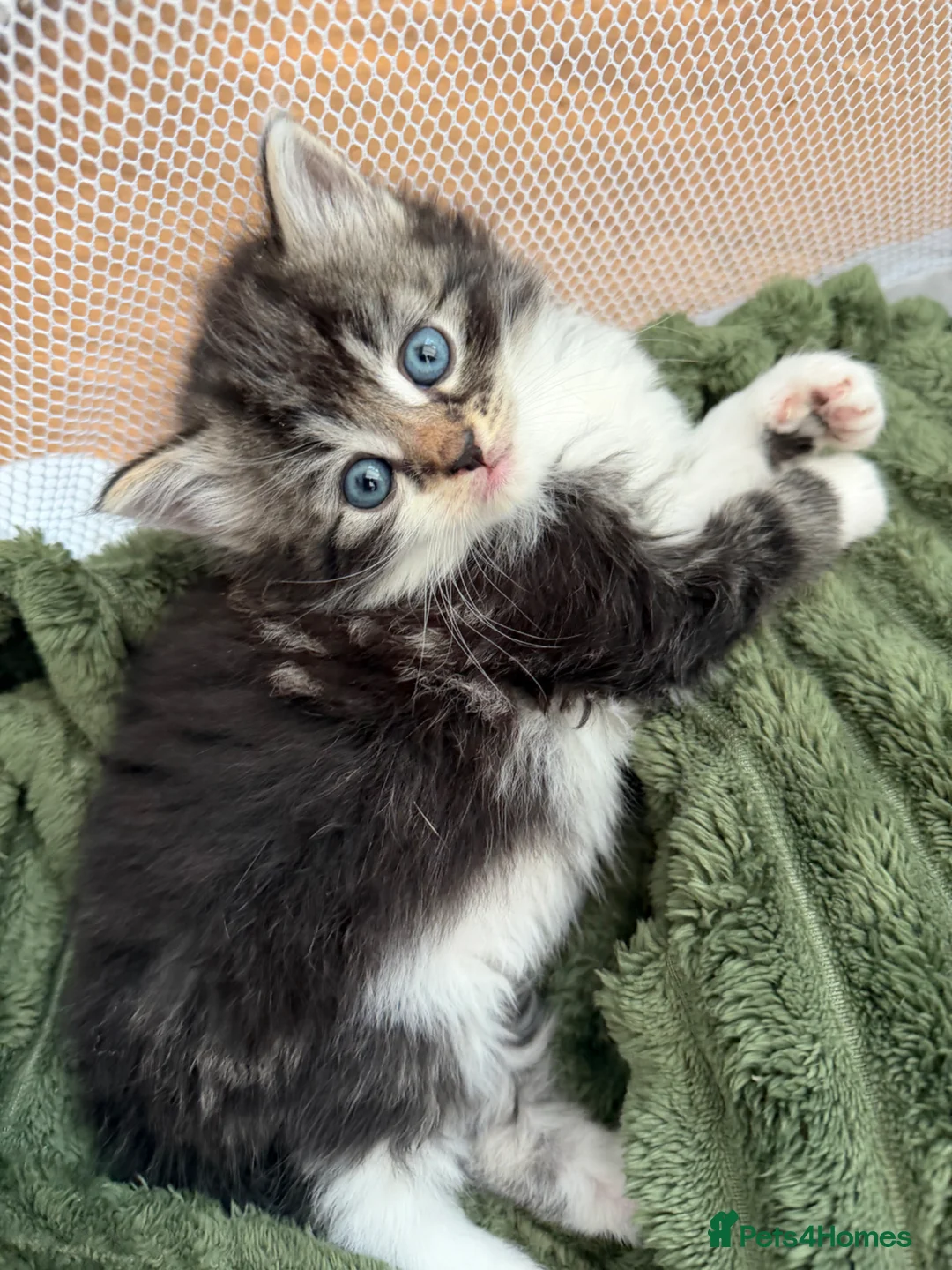 Mixed Breed cats for sale: Beautiful mixed breed kittens  in Wakefield - Advert 2