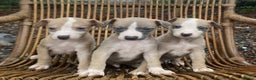 Whippet dogs for sale: Stunning whippet pups - Advert 1