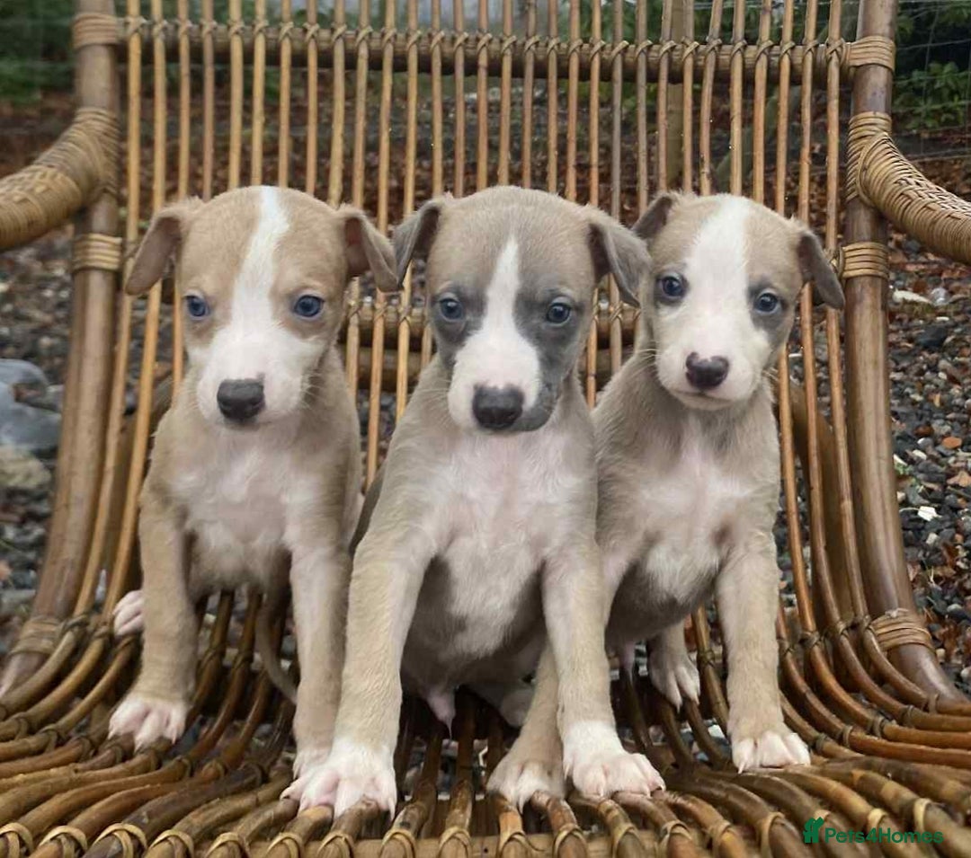 Whippet dogs for sale: Stunning whippet pups - Advert 1