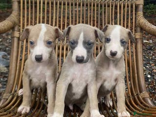 Whippet dogs Stunning whippet pups - Advert 15