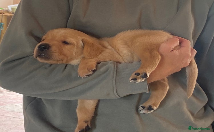 Labrador Retriever dogs - Advert 5