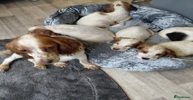 Sprocker dogs *BEAUTIFUL SPROKER PUPPIES * - Advert 16
