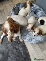 Sprocker dogs *BEAUTIFUL SPROKER PUPPIES * - Advert 6