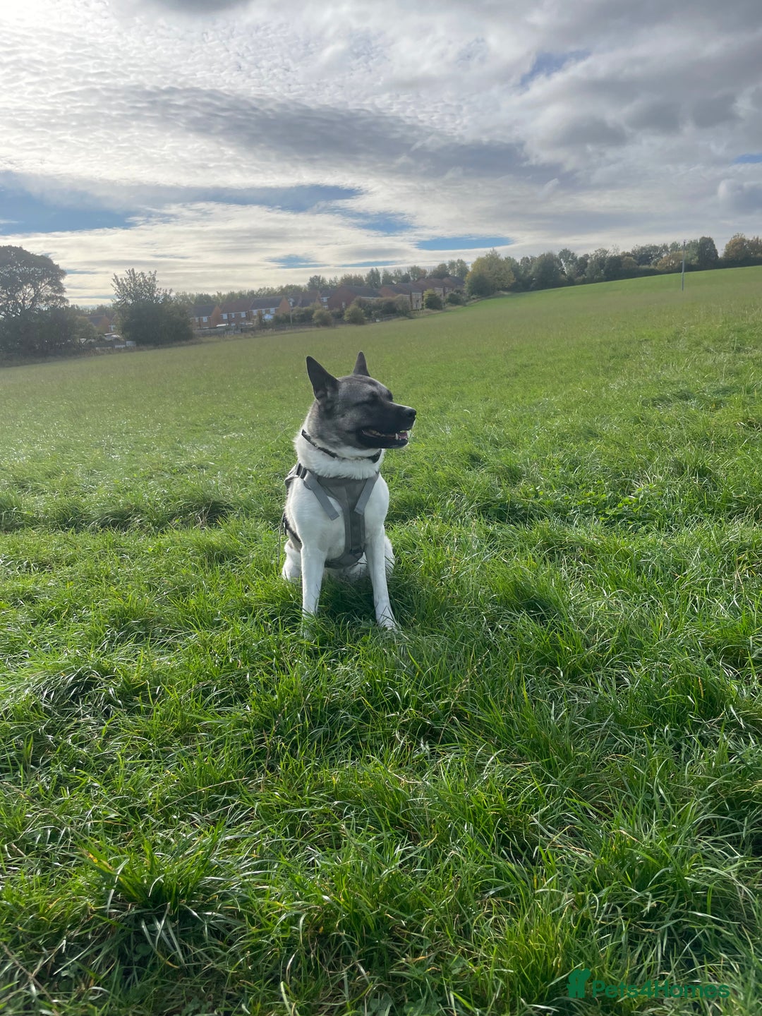 Akita dogs for sale: Female Akita  - Advert 3