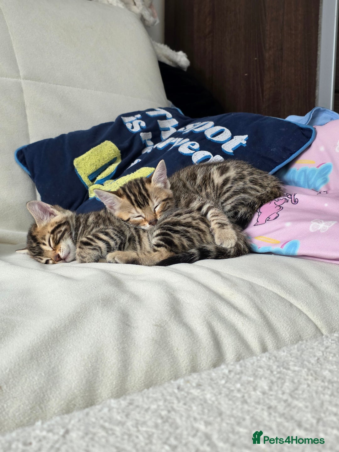 Bengal cats for sale: Beautiful bengal cross kittens - Advert 19
